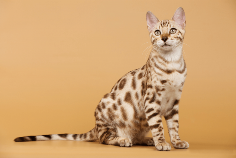 Бенгальский кот снежный Барс