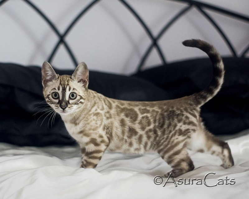 Снежный бенгальский кот