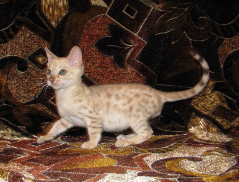 Бенгальская кошка снежный Барс