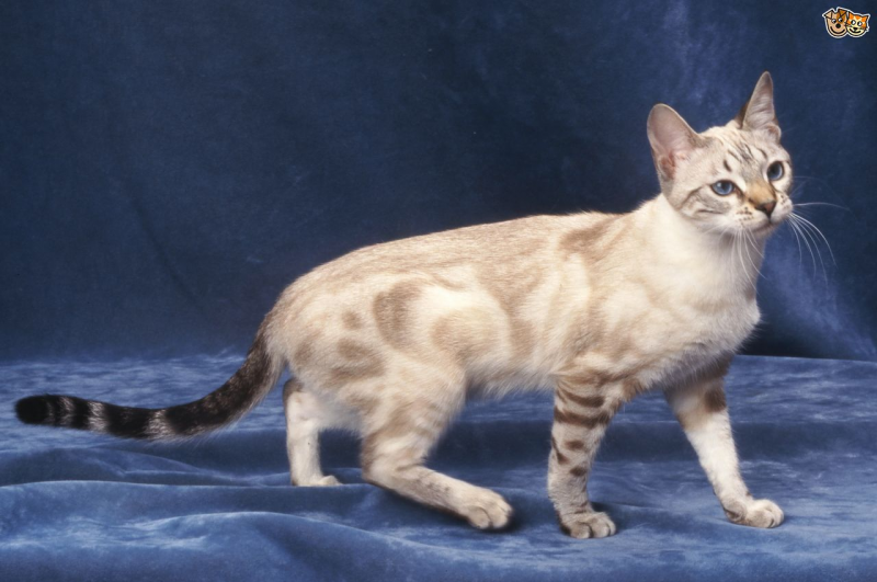 Бенгальская кошка