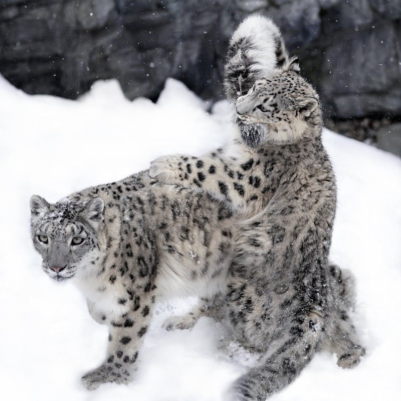 Бенгальская кошка Линкс