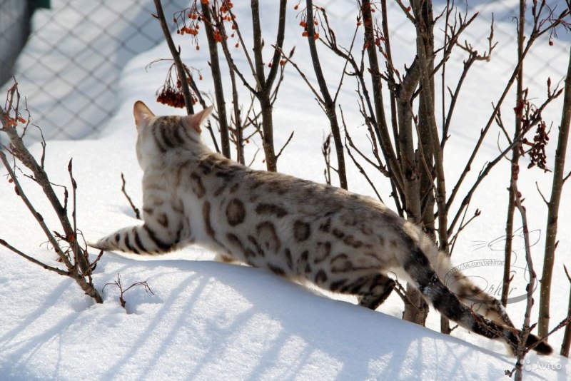 Бенгальские котята Линкс