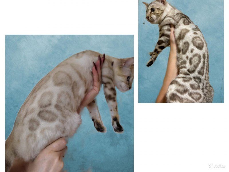Кот бенгал снежный Барс