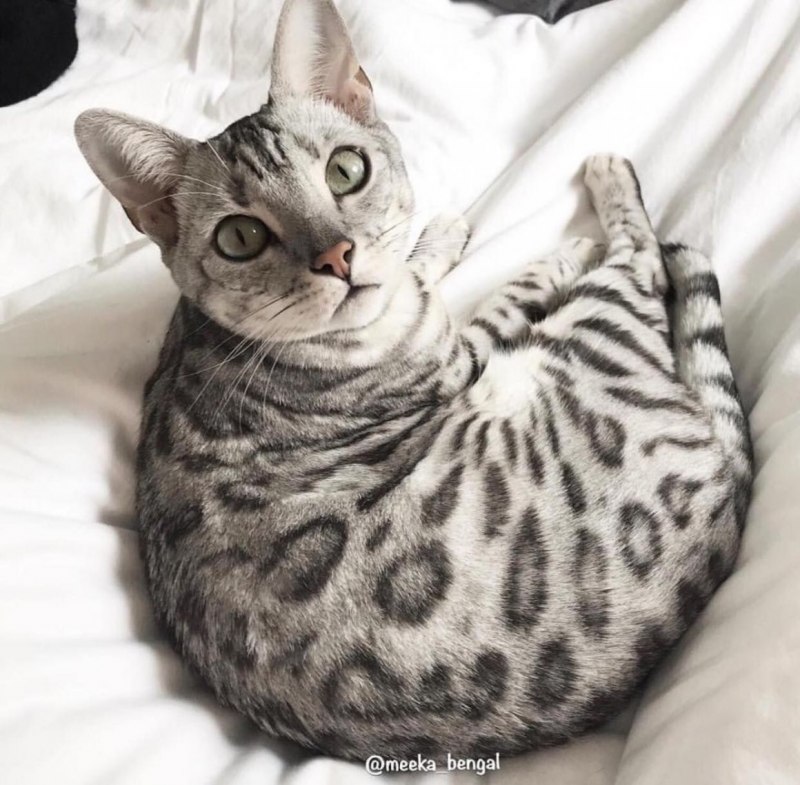 Котята бенгалы снежный Барс