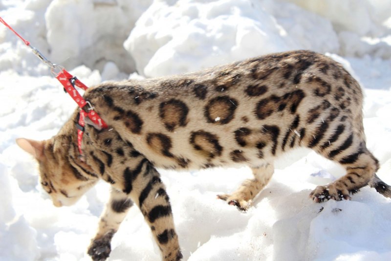 Бенгальская кошка снежный Барс