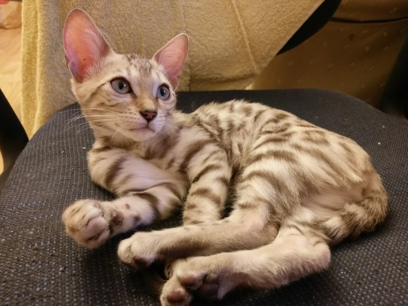 Бенгальский кот окрас снежный Барс