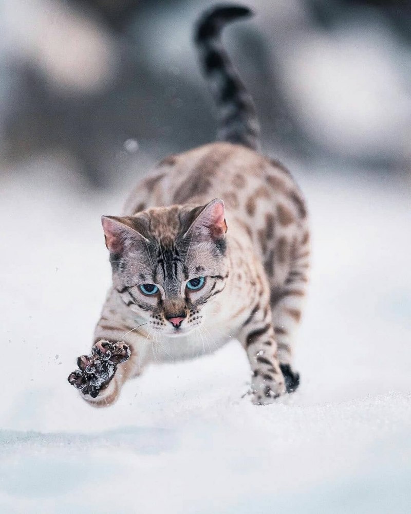 Бенгальская кошка угольный Линкс