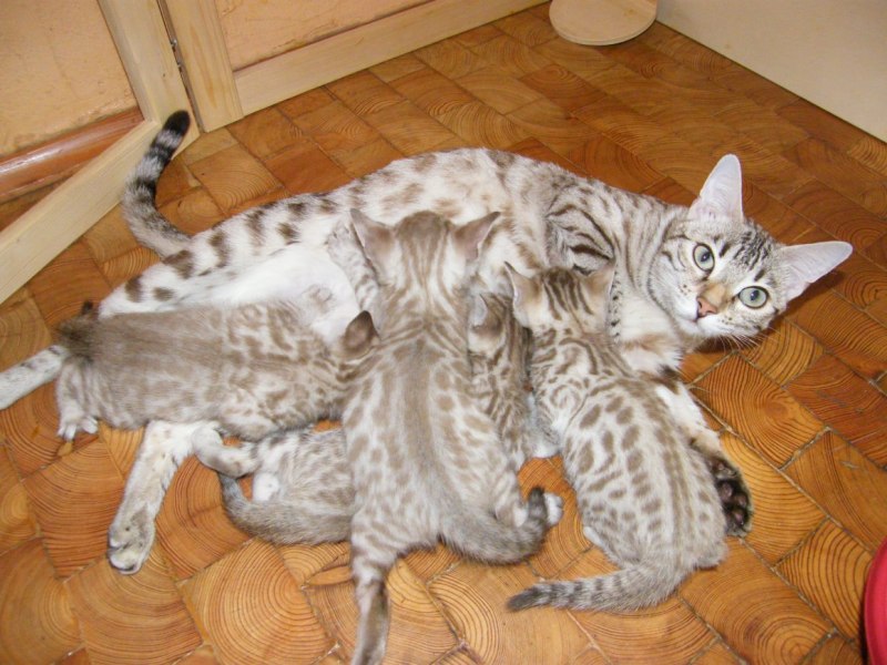 Бенгальская кошка Сноу Линкс
