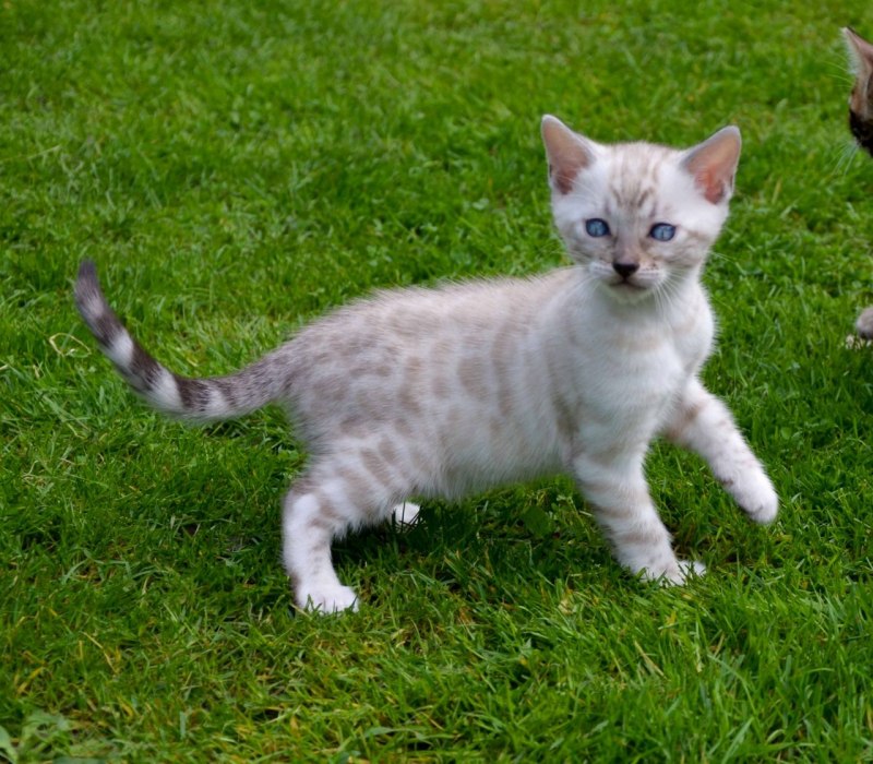 Белый бенгальский кот