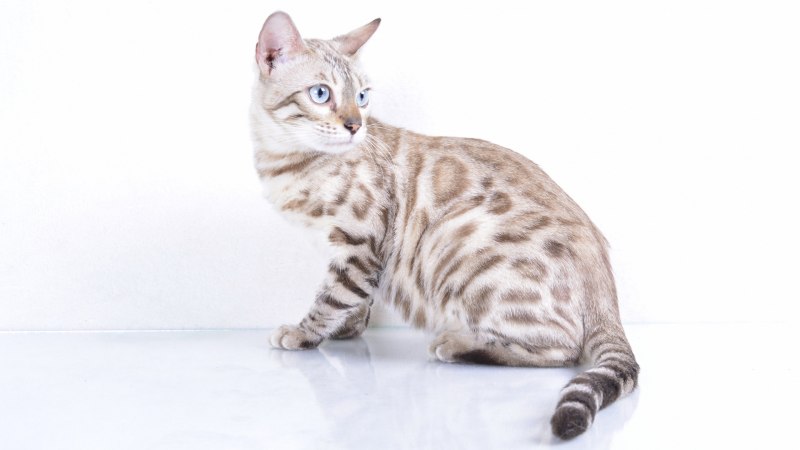 Бенгальская кошка окрас Линкс