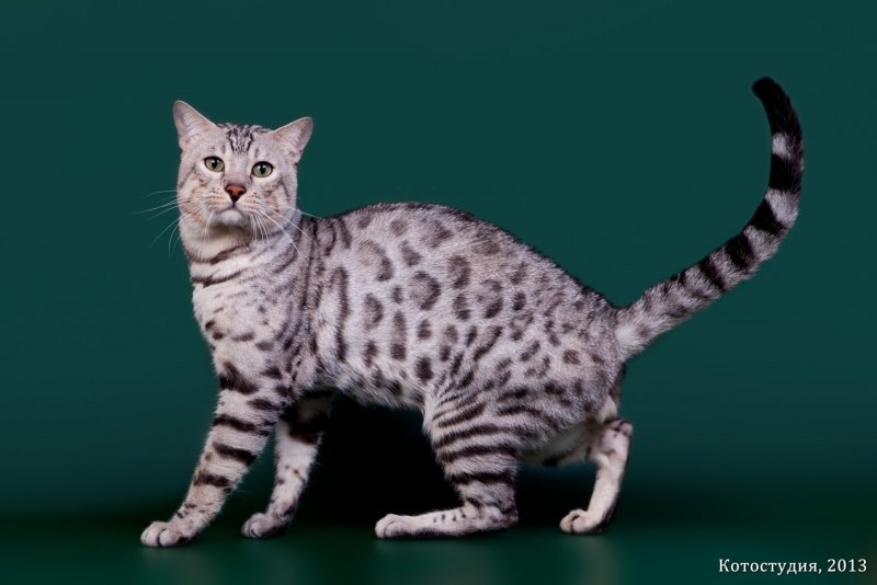 Снежная Бенгальская кошка