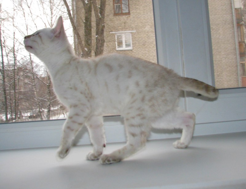 Кот бенгал снежный Барс