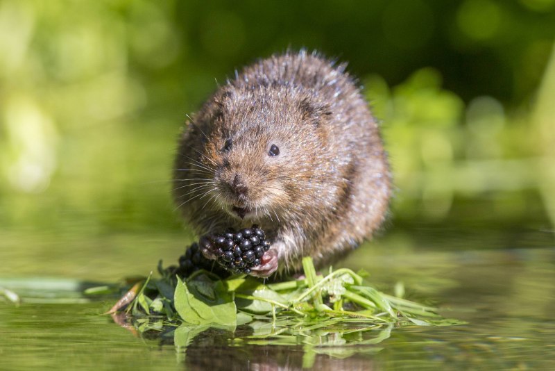 Водяная полевка Arvicola terrestris