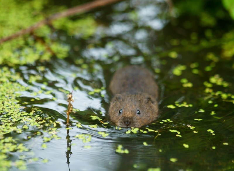 Arvicola amphibius