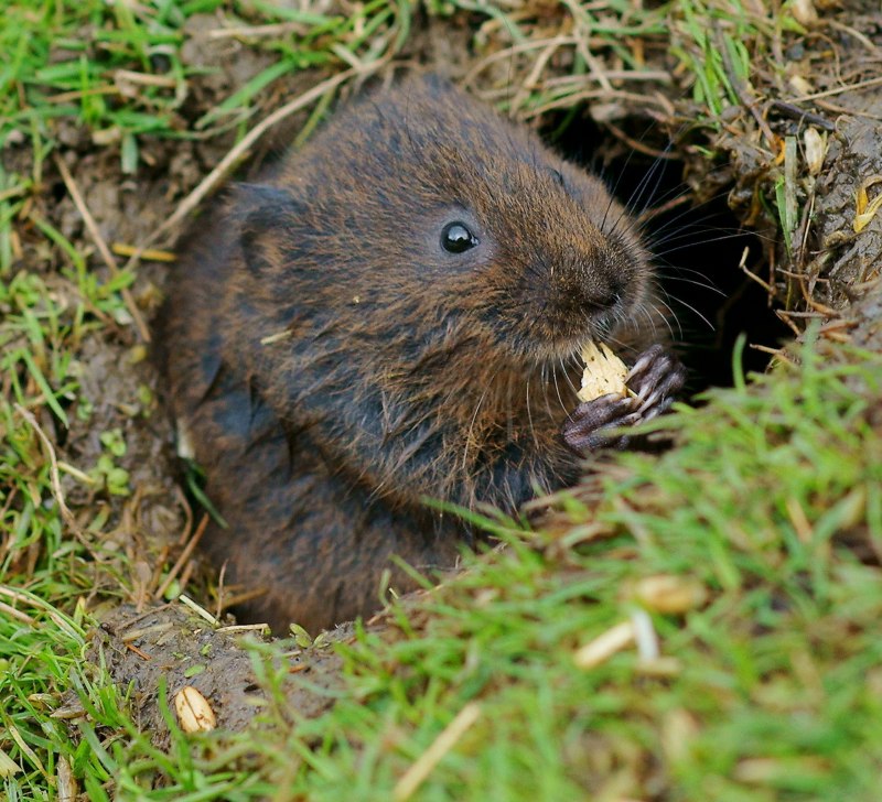Водяная полевка Arvicola terrestris