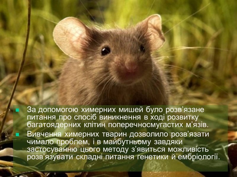 Ондатра мускусная крыса