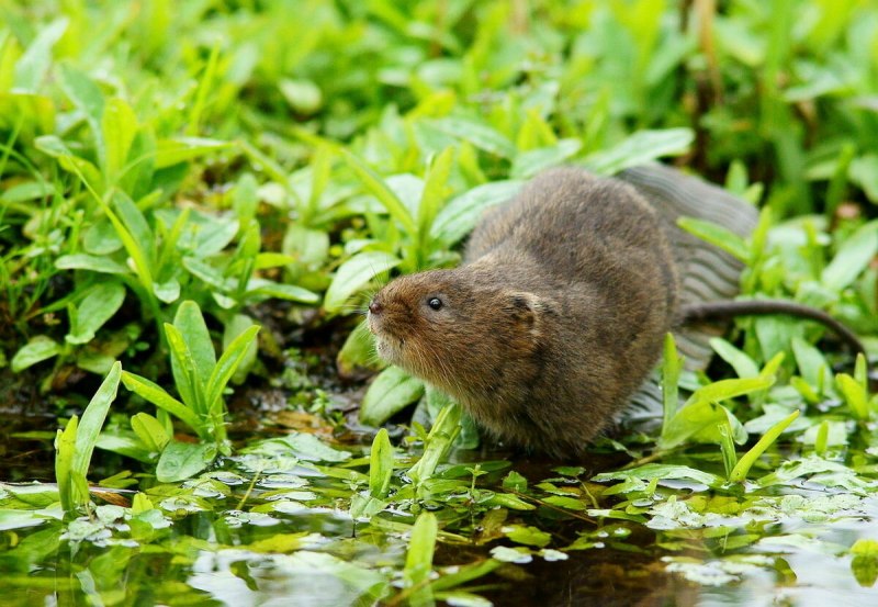 Водяная полевка Arvicola terrestris