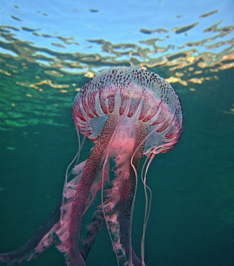 Медуза осьминог (55 фото)