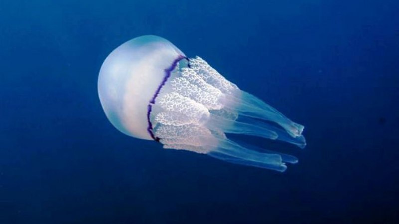 Медузы Адриатического моря