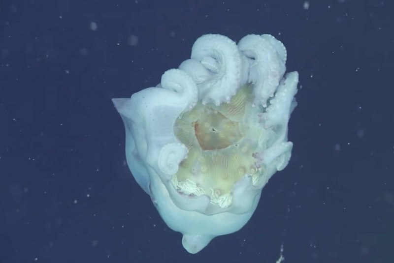 Haliphron Atlanticus