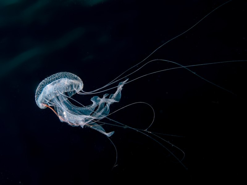 Пелагия ночесветка (Pelagia Noctiluca)