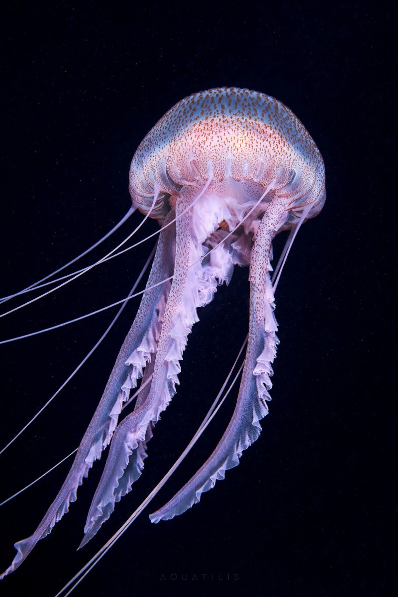 Pelagia Noctiluca медуза