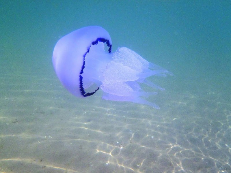 Тихоокеанская морская крапива