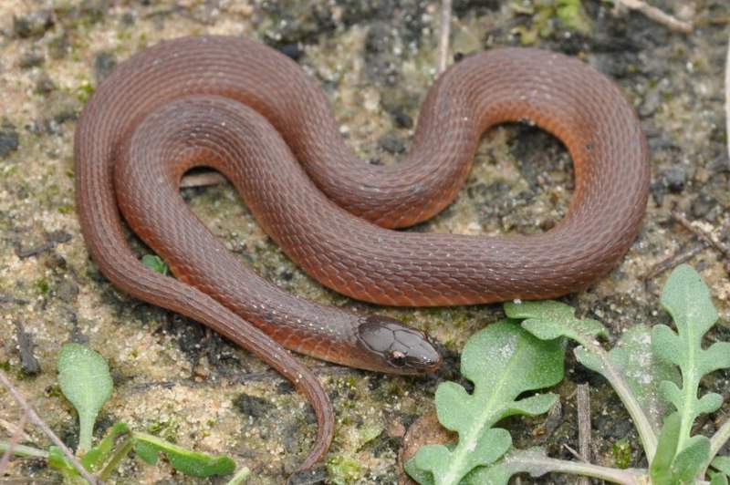 Boiga guangxiensis
