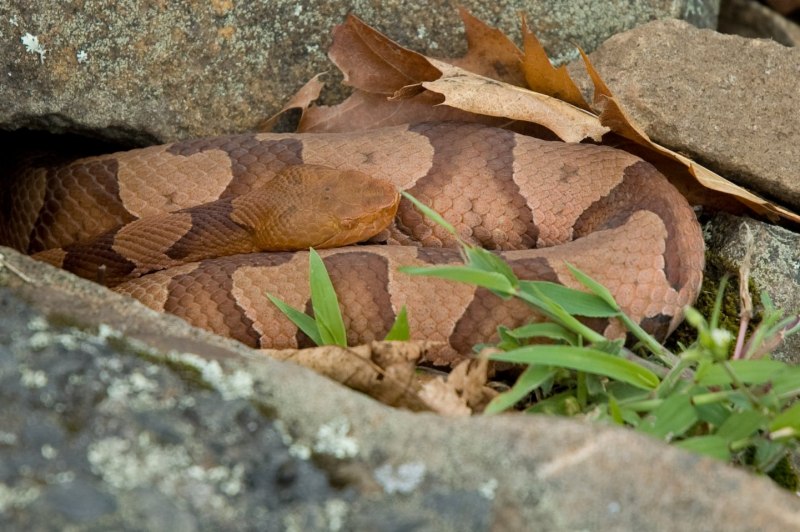 Коричневая ДЕМАНСИЯ (Demansia Psammophis)