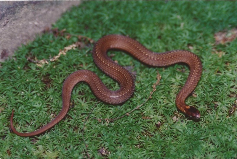 Pseudonaja nuchalis