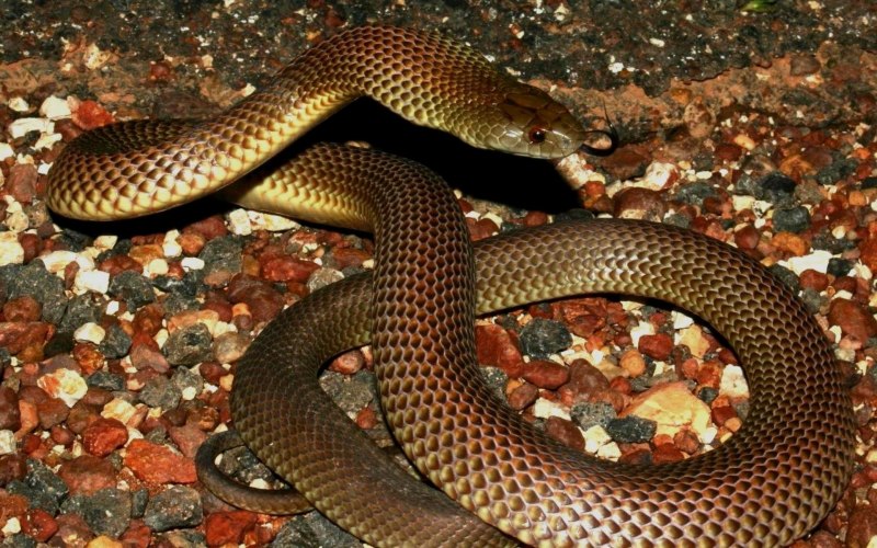 Медянка обыкновенная Coronella austriaca Laurenti, 1768