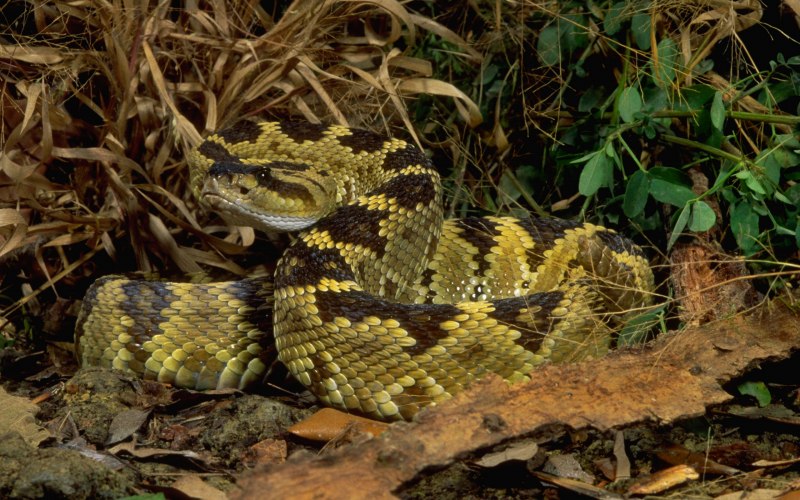 Rhinoceros Ratsnake
