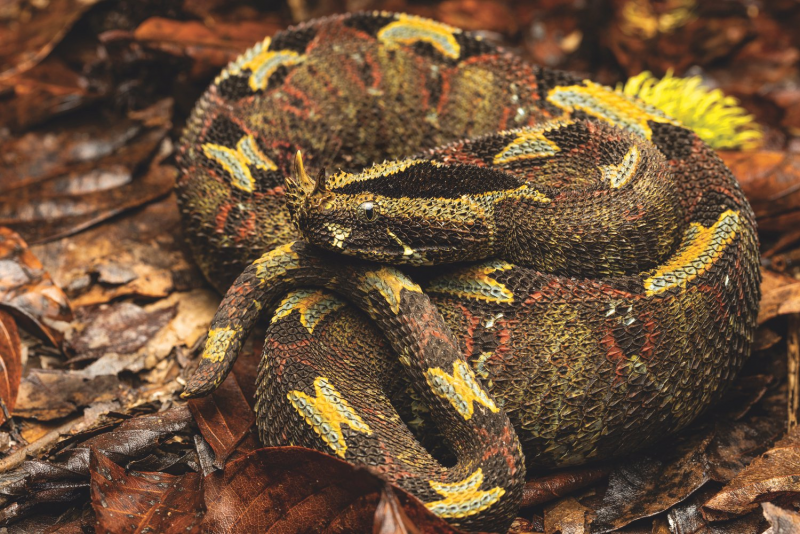Bitis nasicornis