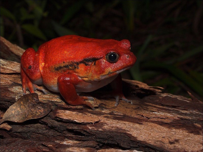 Лягушка-помидор (томатный узкорот, Dyscophus antongilii)