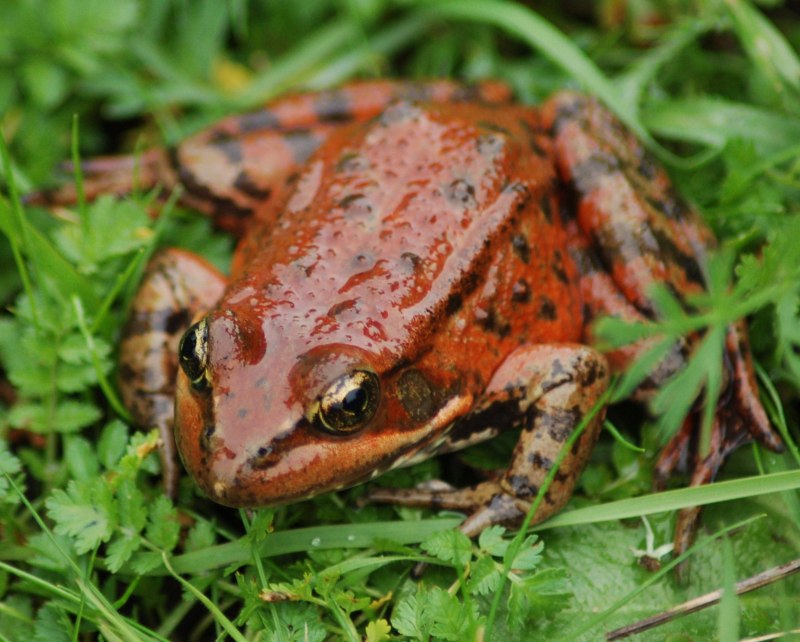 • Оранжевая жаба (Bufo PERIGLENES)