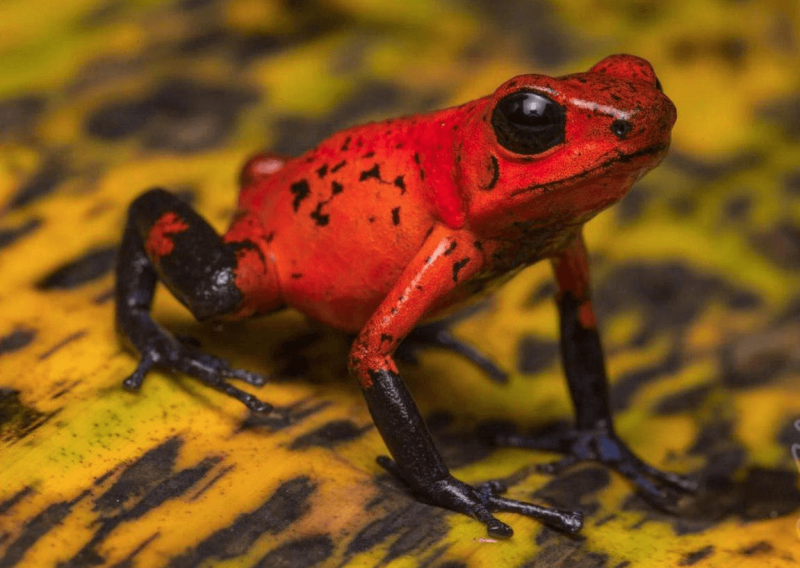 Dyscophus antongilii