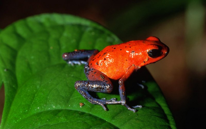 Dyscophus antongilii