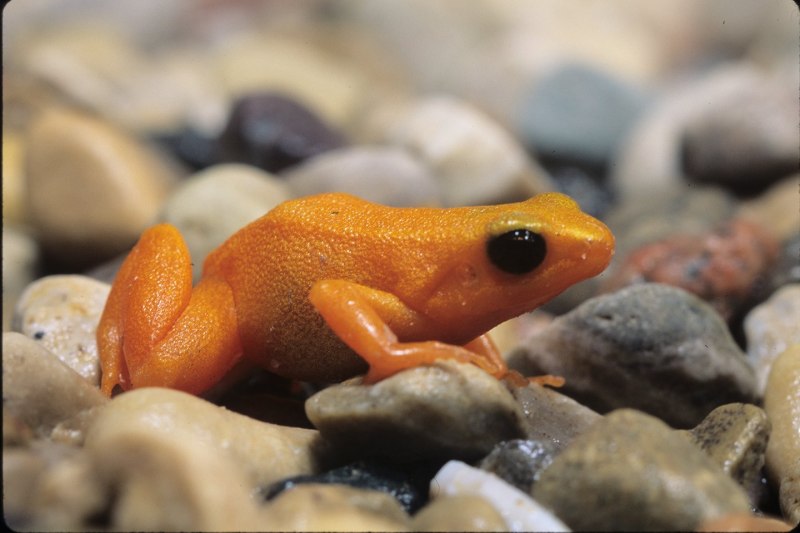 Рогатка ceratophrys Ornata