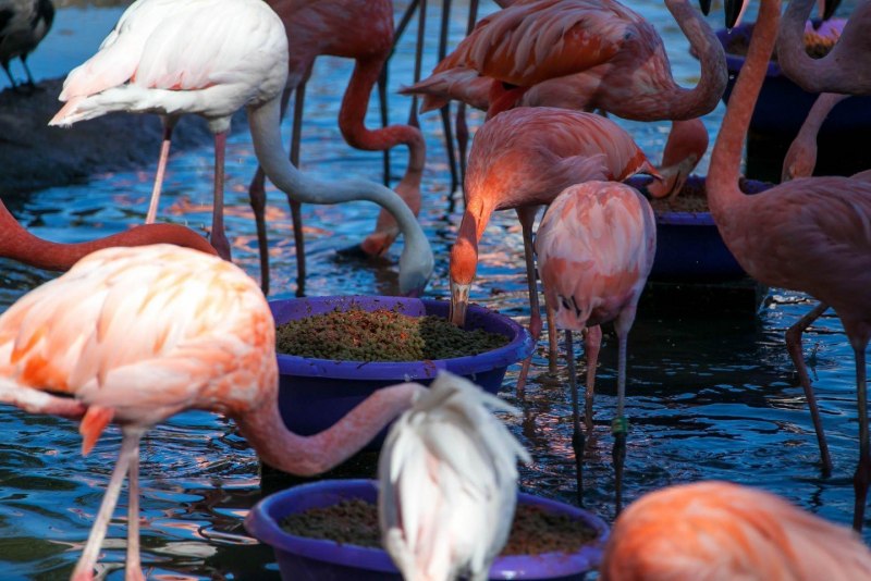 Flamingo Gardens Флорида