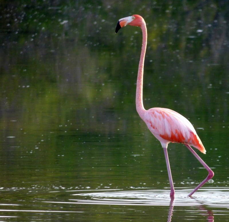 Фламинго (Flamingo) новозеландская флорибунд
