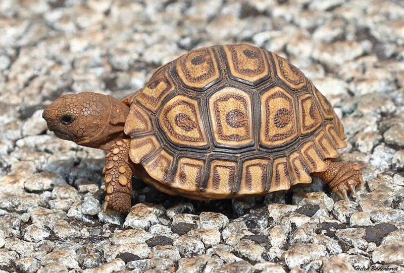 Stigmochelys pardalis