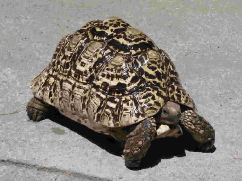 Stigmochelys pardalis