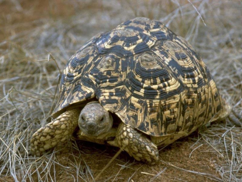 Stigmochelys pardalis