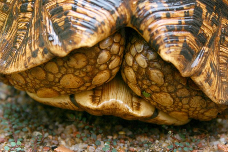 Stigmochelys pardalis