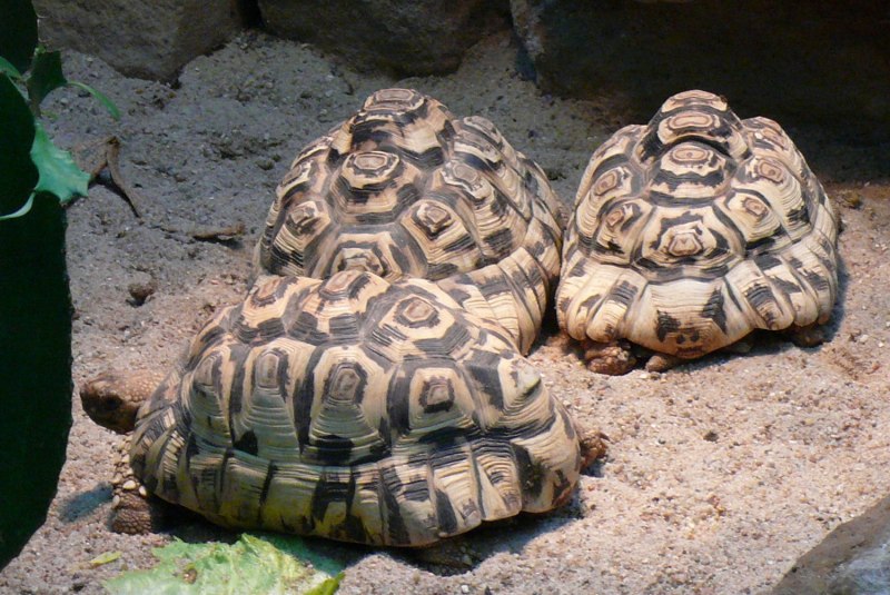 Leo Tortoise Komono