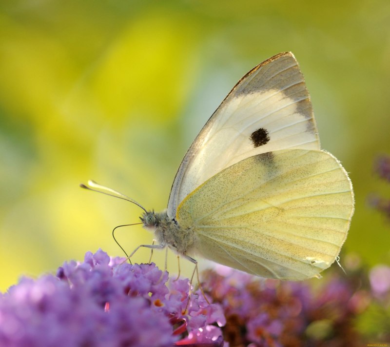 Pieris brassicae - капустница