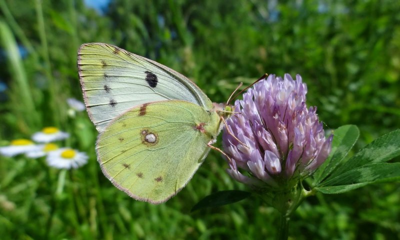 Pieris brassicae l