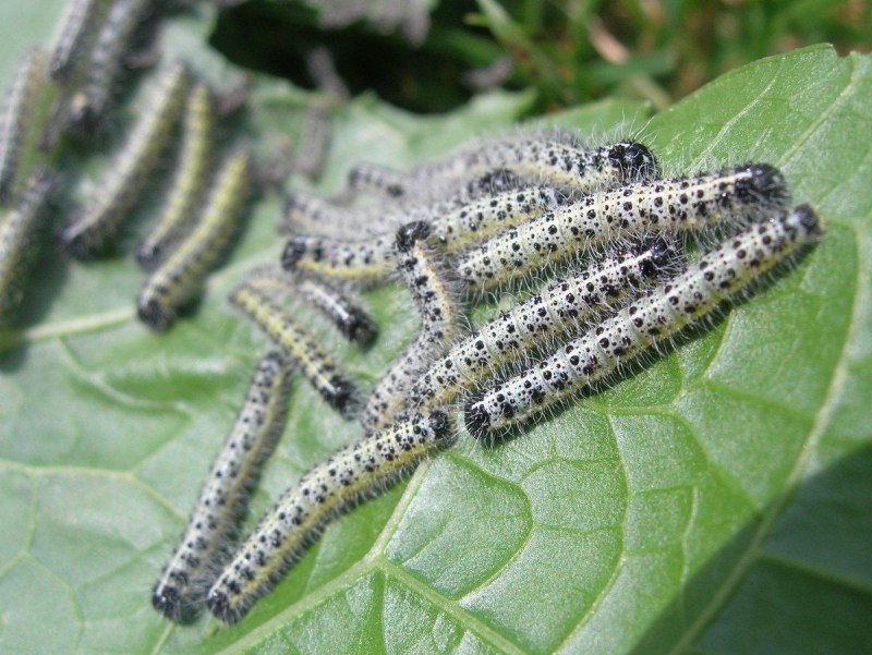 Pieridae бабочка