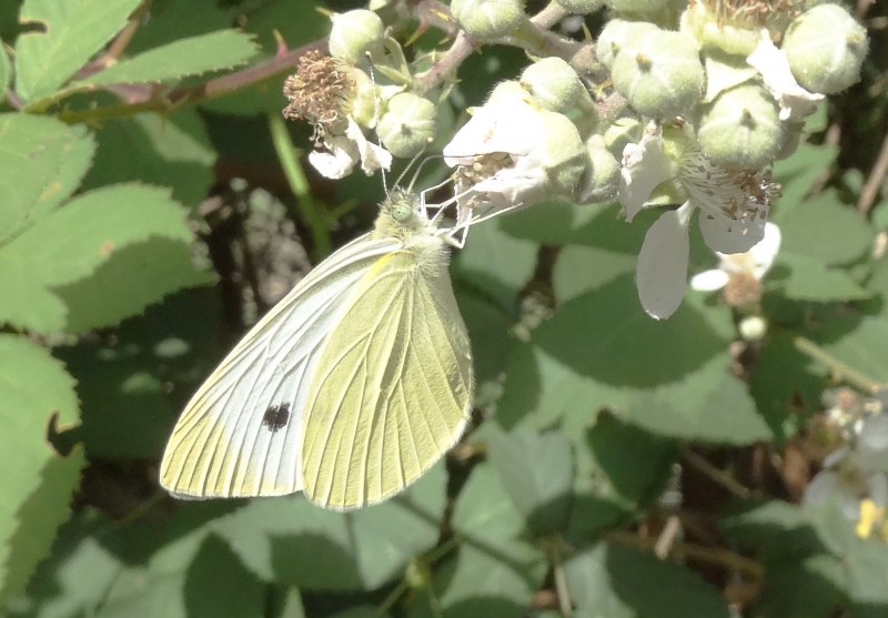 Белянка капустная или капустница - Pieris brassicae