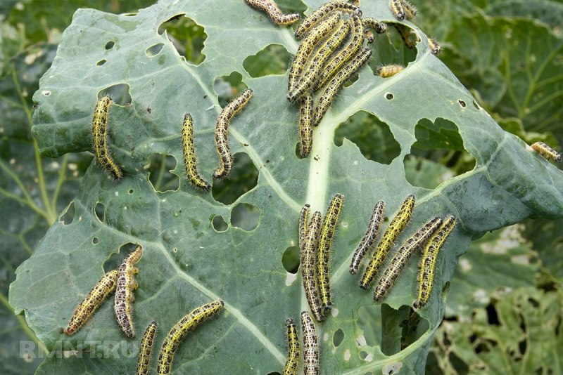 Pieris brassicae - капустница